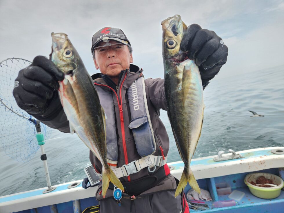 今日も大型マアジ！