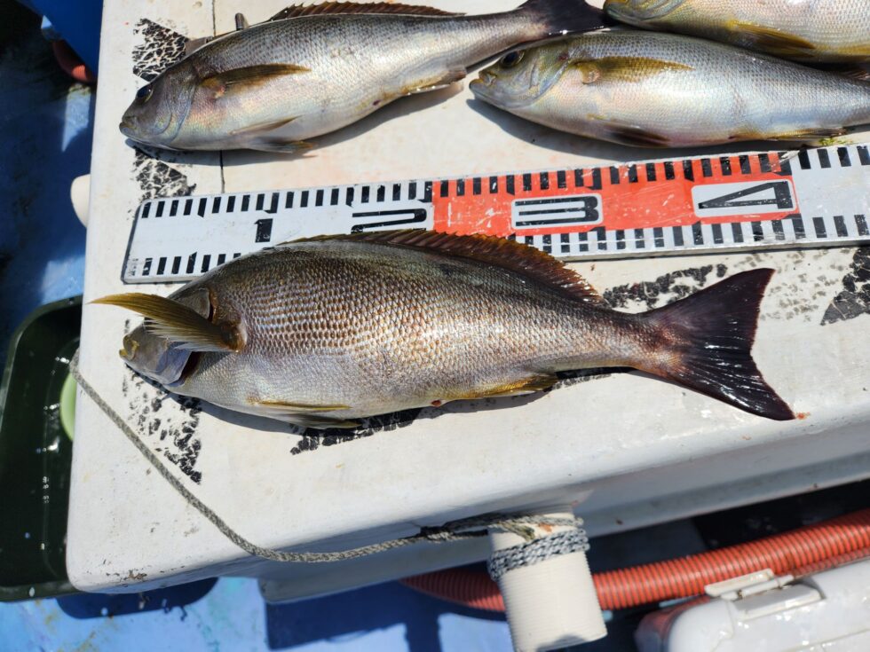 大山沖イサキ釣り、伊勢湾一つテンヤ真鯛釣り、予約お待ちしてます！