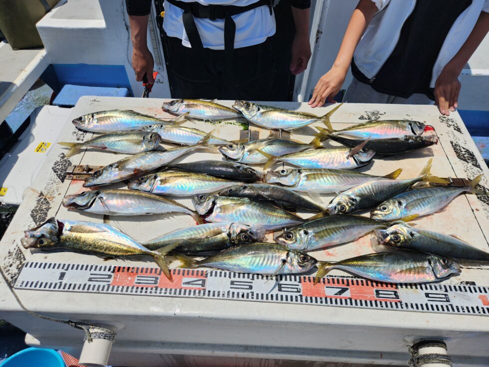 釣りたてアジのフライは最高ですよ。