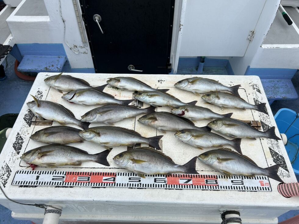早めの釣行がお勧めです！