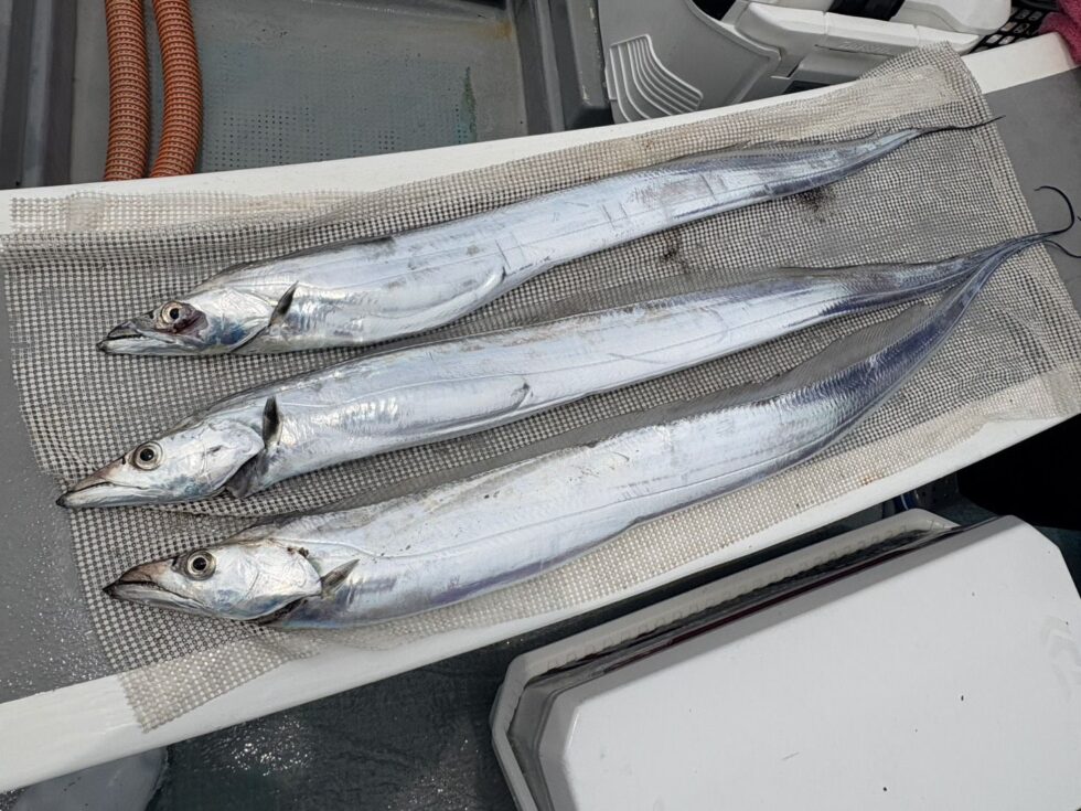 テンヤタチウオ専門船、イサキ船、予約受付中！