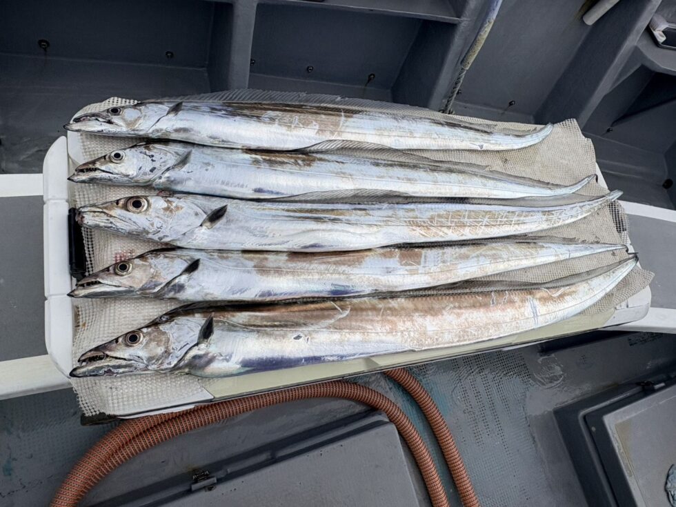 伊良湖水道タチウオ脂のってます！