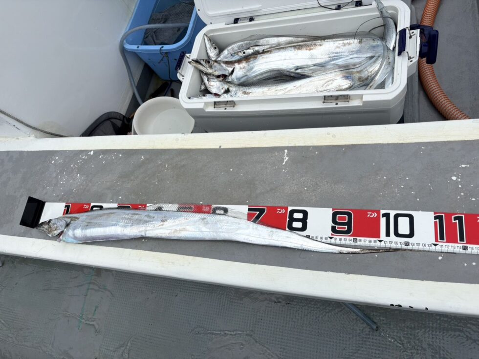 伊良湖沖大型タチウオ、善は急げです！