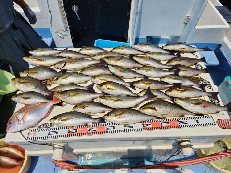 早めの釣行をお勧めです！