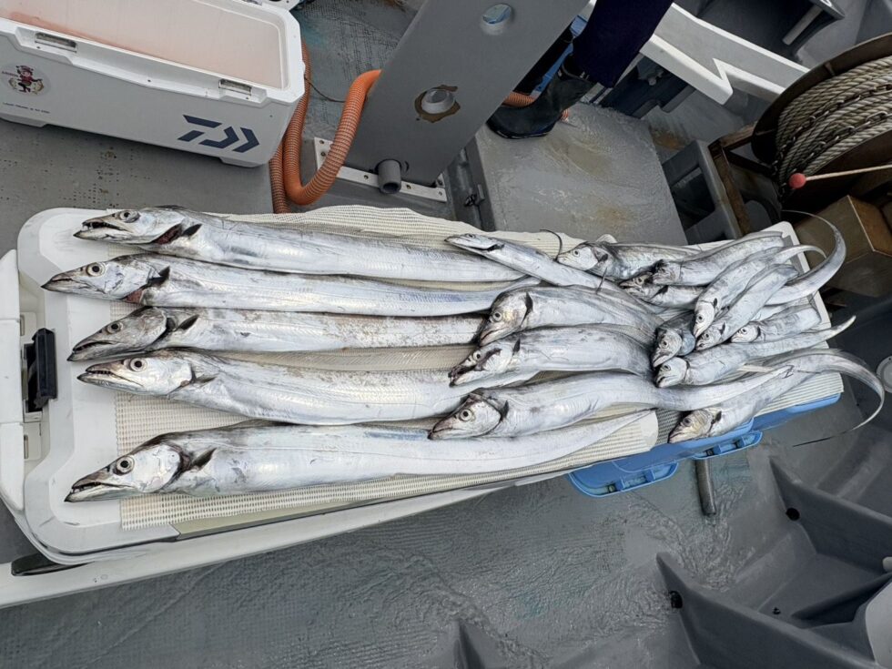 当船はテンヤ専門で釣行です、宜しくお願いします