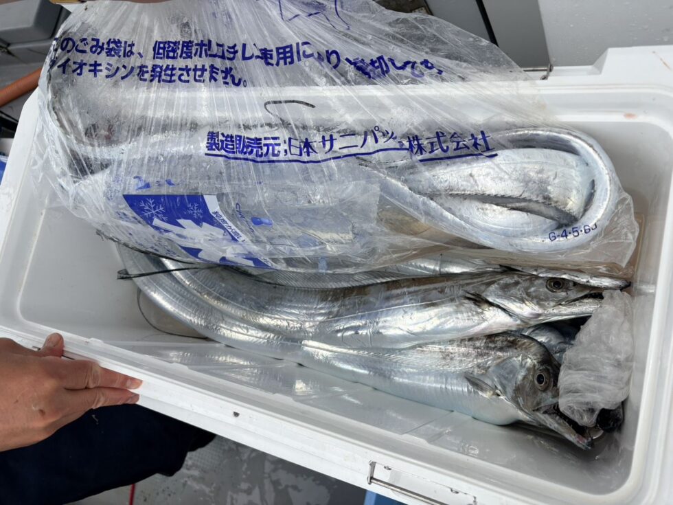 イワシ餌は30匹は用意して下さい。販売もあり。予約時に申し下さい