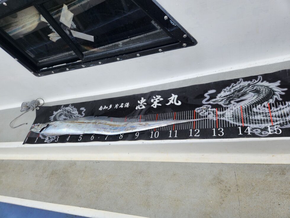 １日で130㎝超えスーパードラゴン２本登場の凄い１日でした！