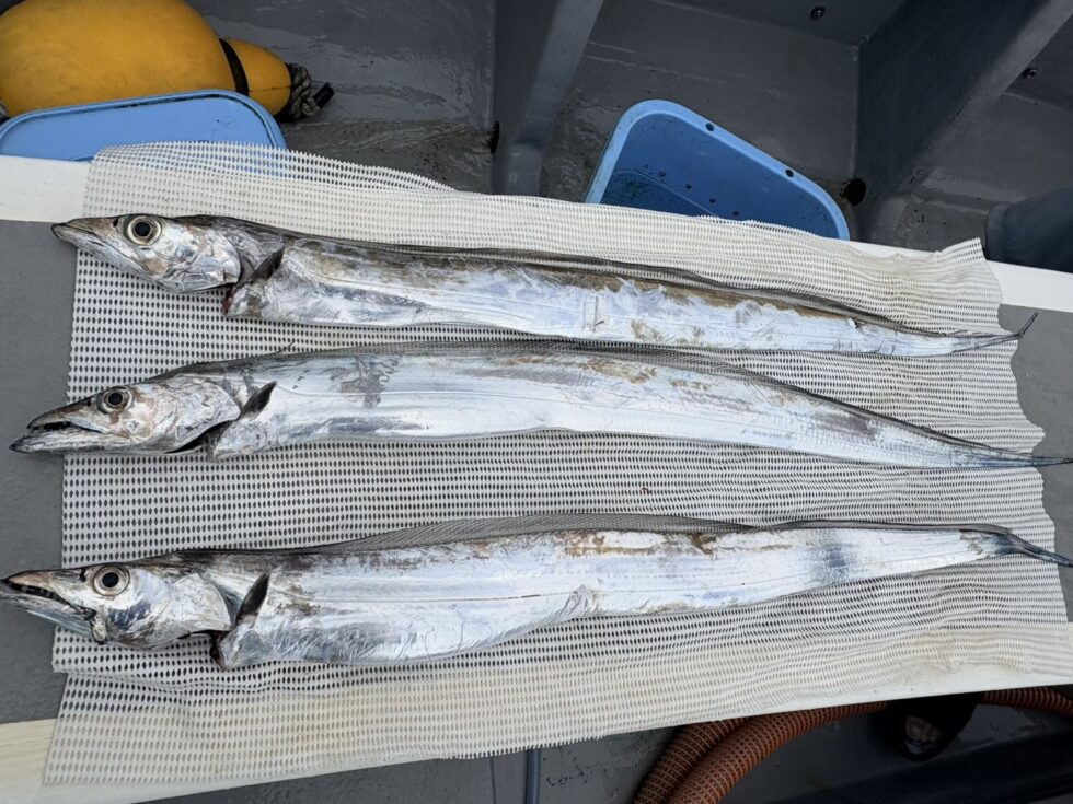 明日(水)もテンヤタチウオ専門出船確定です！朝の飛び入りOKですよ