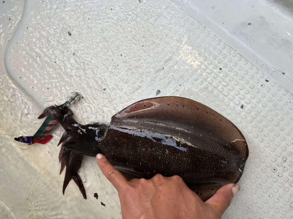 短時間の試し釣りでしたが良く釣れました