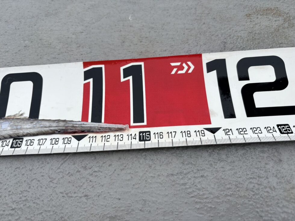 ガッツリ尾切れで114！