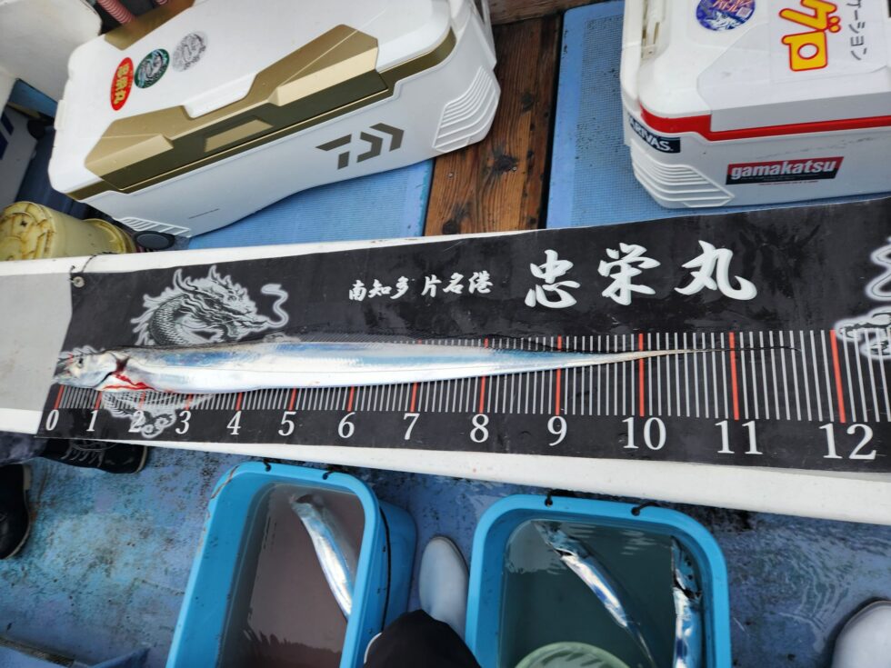 117㎝！