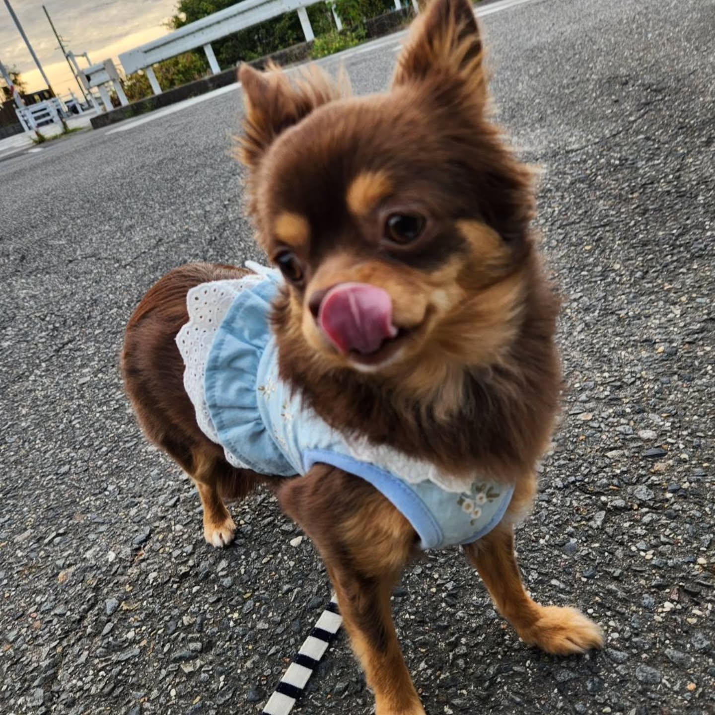 テンヤタチウオ