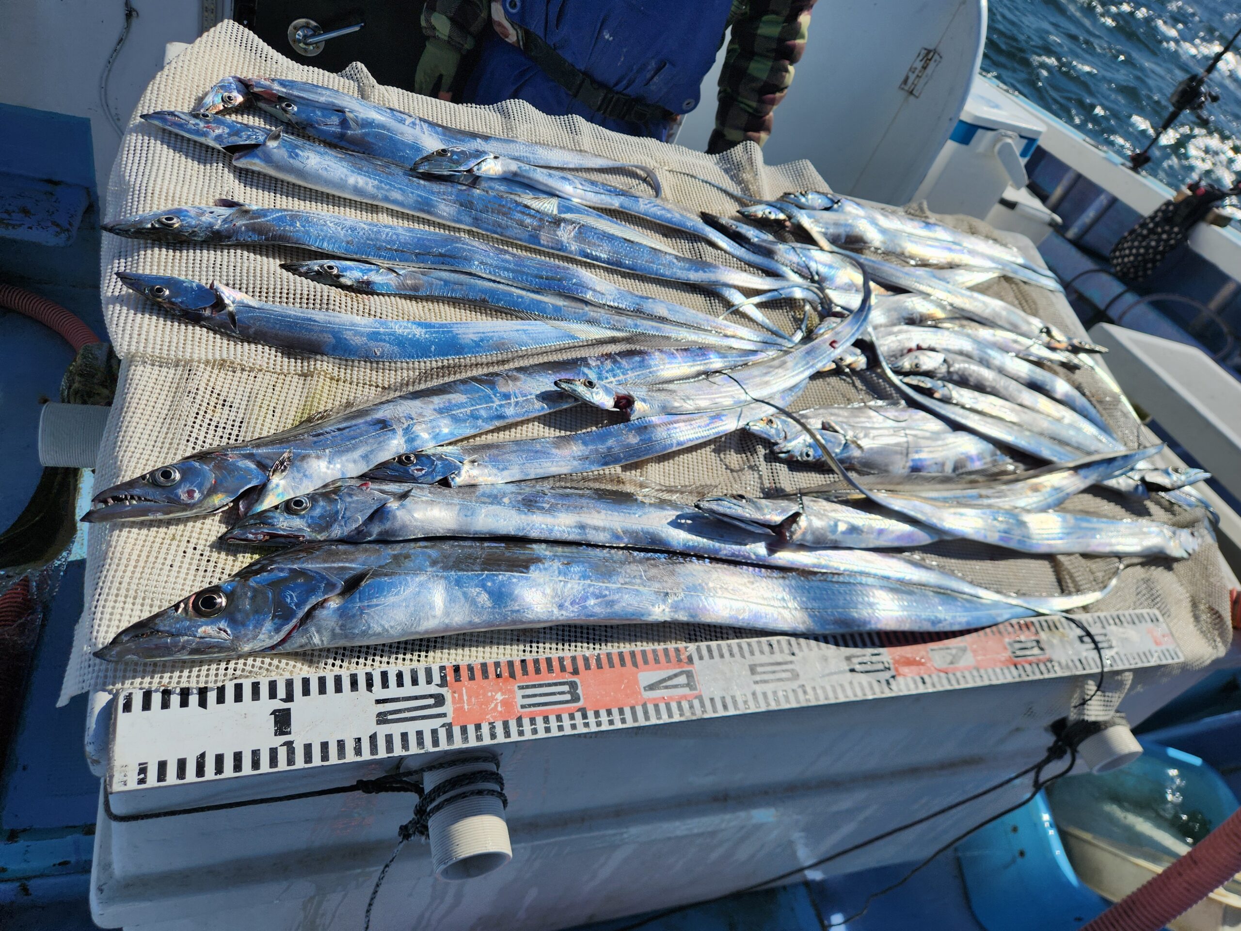テンヤタチウオ安定釣果！絶好調です！