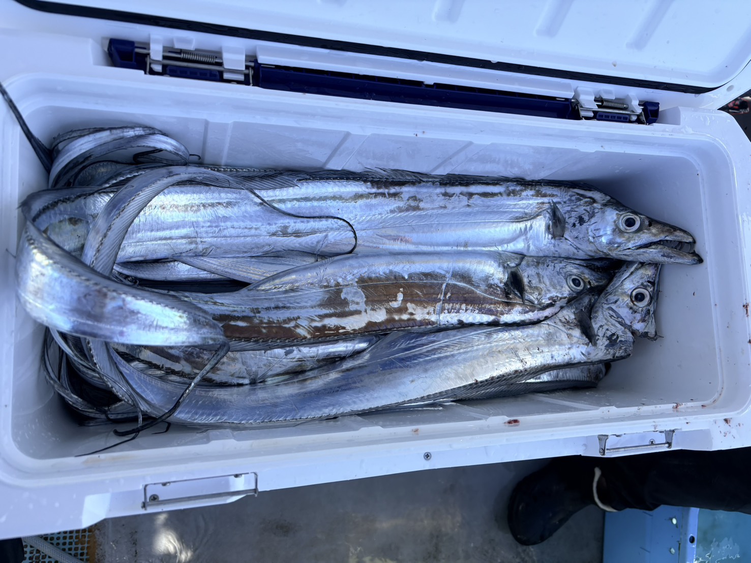 テンヤタチウオ安定釣果！絶好調です！