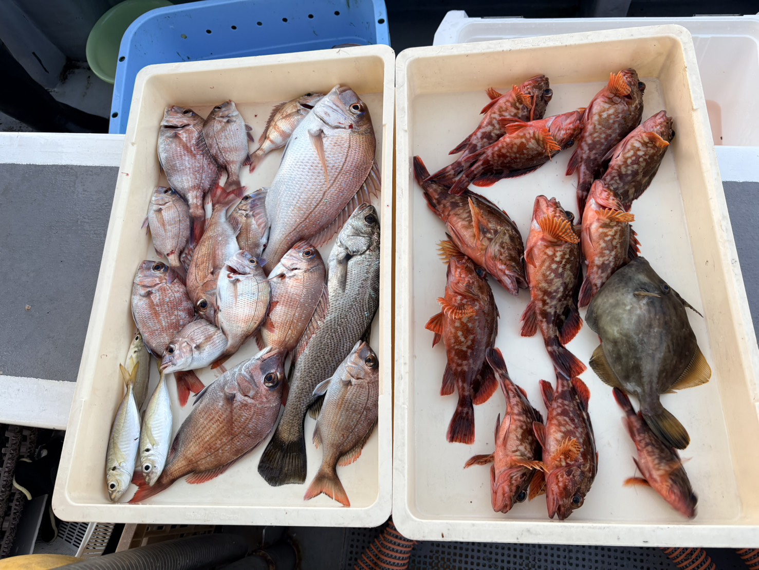 午後からも多彩な高級魚続々ー！
