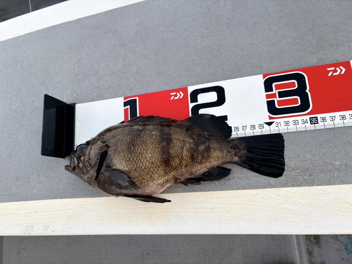 午後からも多彩な高級魚続々ー！