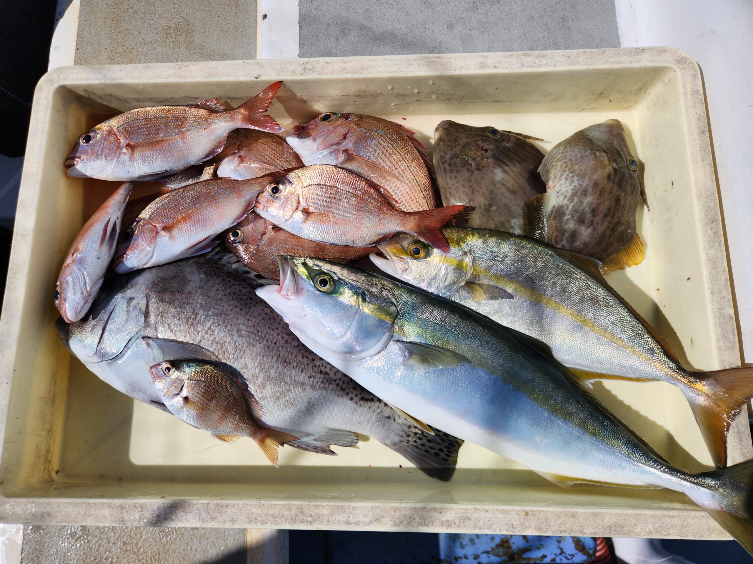 多彩な高級魚続々ー！