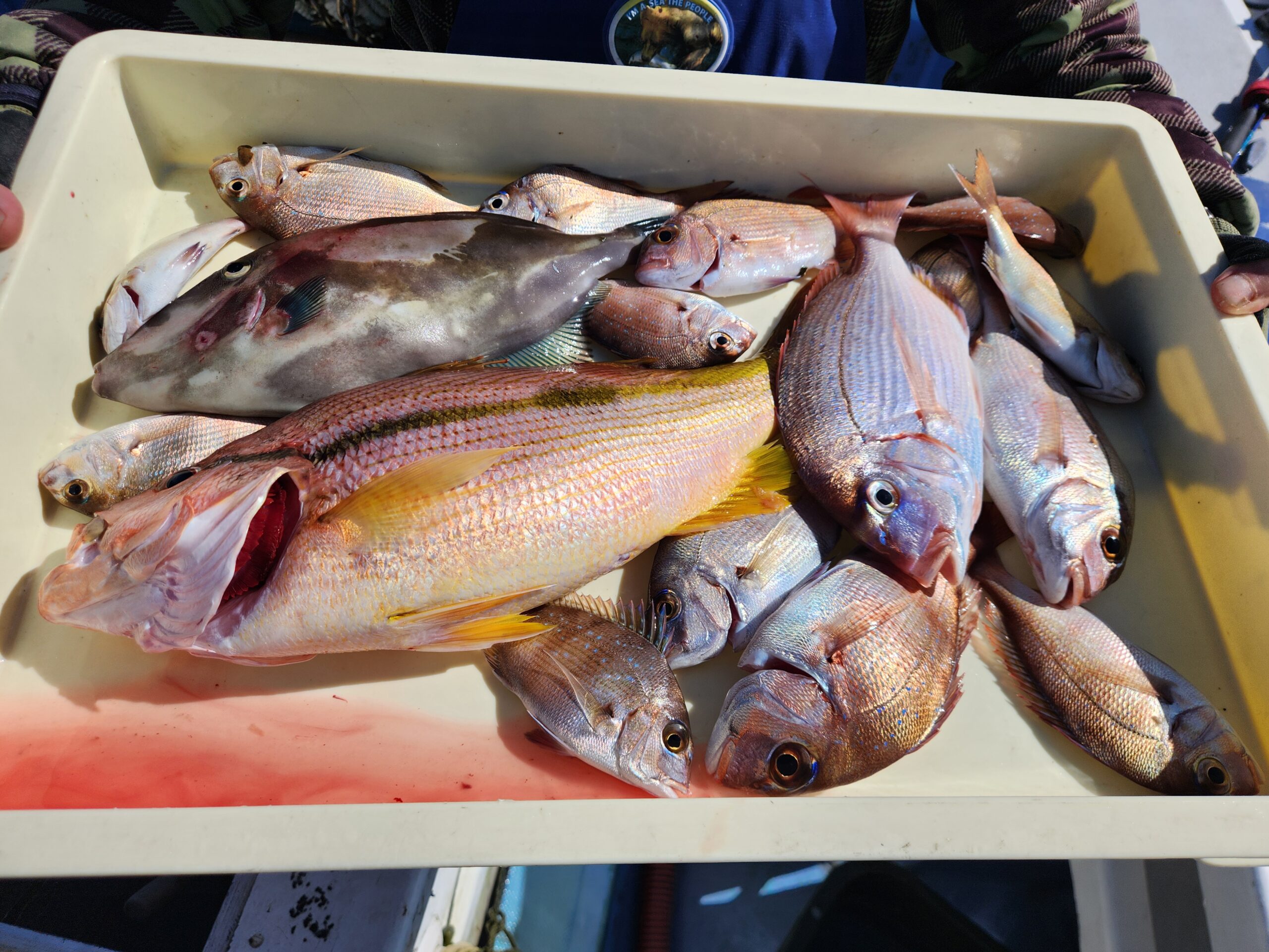 多彩な高級魚続々ー！
