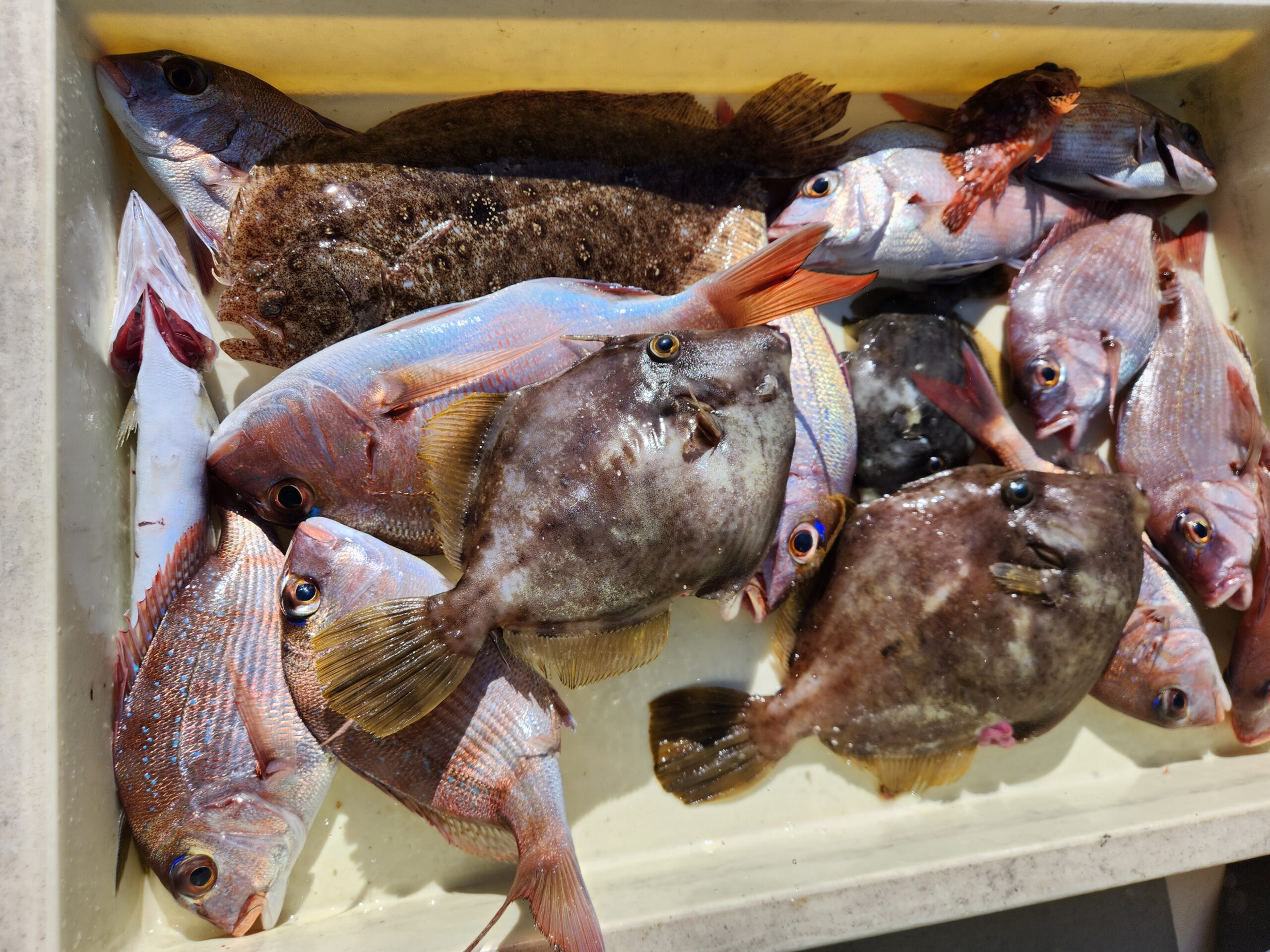 多彩な高級魚続々ー！