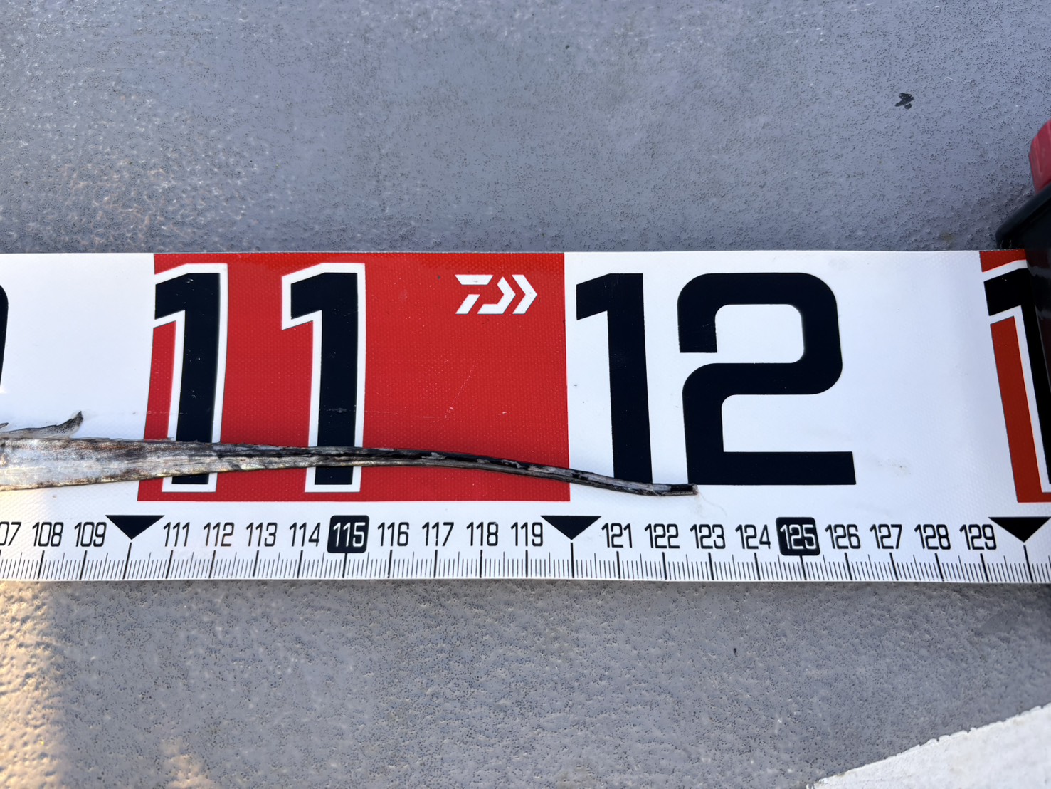 最大123cm！竿頭59本、爆釣です！