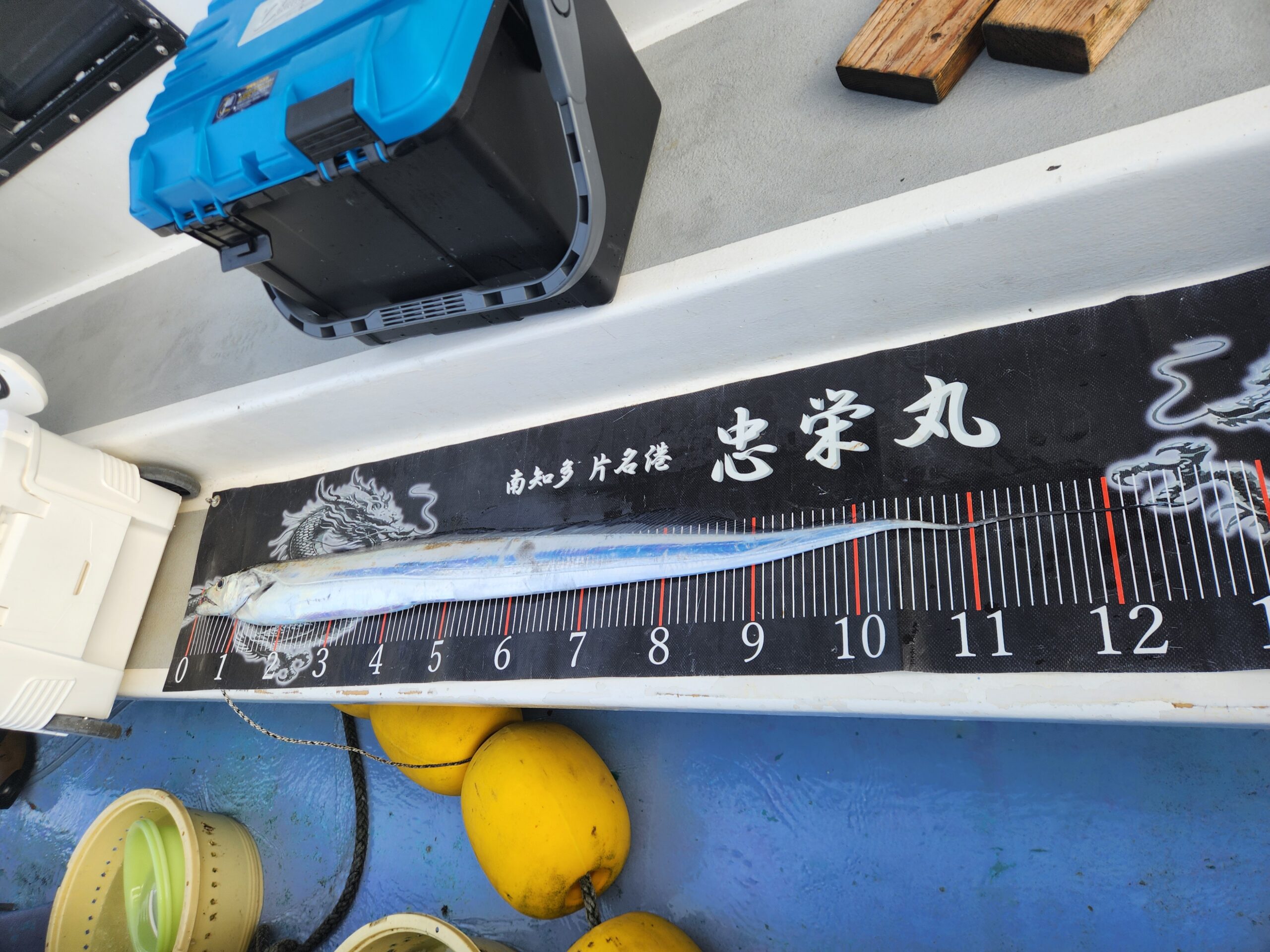 ドラゴン祭りっ！最大127㎝、120㎝オーバー続々登場！