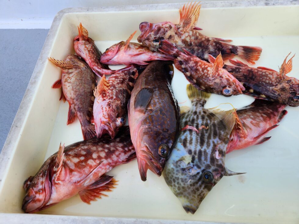 カサゴがデカかったー!