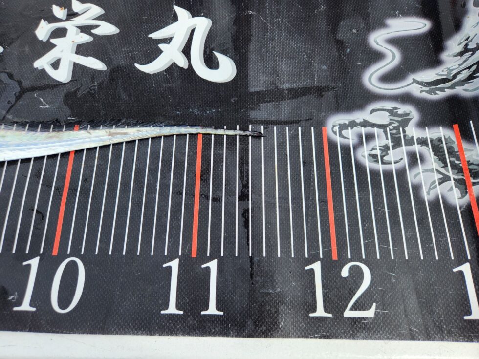 尾切れ115㎝!